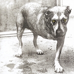 Alice In Chains s/t Anniversary Edition